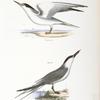273. The Silvery Tern (Sterna argentea). 274. The Sandwich Tern (Sterna cantiaca).