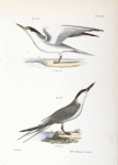 273. The Silvery Tern (Sterna argentea). 274. The Sandwich Tern (Sterna cantiaca).
