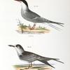 275. The Common Tern (Sterna hirundo). 276. Ditto, young.