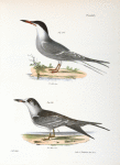 275. The Common Tern (Sterna hirundo). 276. Ditto, young.