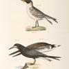 277. The Cayenne Tern (Sterna cayana). 278. The Black Tern (Sterna nigra).