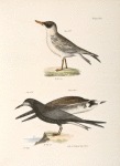 277. The Cayenne Tern (Sterna cayana). 278. The Black Tern (Sterna nigra).