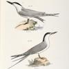 279. The Marsh Tern (Sterna anglica). 280. The Roseate Tern (Sterna dougalli).