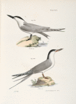 279. The Marsh Tern (Sterna anglica). 280. The Roseate Tern (Sterna dougalli).