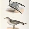 281. Sabine's Gull (Larus Sabini). 282.  The Common American Gull (Larus zonorhyncus).