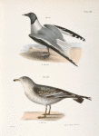 281. Sabine's Gull (Larus Sabini). 282.  The Common American Gull (Larus zonorhyncus).