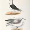 283. The Great Black-backed Gull (Larus marinus). 284. The Winter Gull (Larus argentatus).