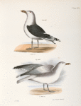 283. The Great Black-backed Gull (Larus marinus). 284. The Winter Gull (Larus argentatus).