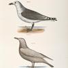 285. The Common American Gull  (Larus zonorhyncus). 286. The Winter Gull, var. (Larus argentatus).
