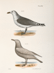 285. The Common American Gull  (Larus zonorhyncus). 286. The Winter Gull, var. (Larus argentatus).