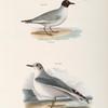 287, 288. Bonaparte's Gull (Larus bonaparti).