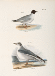 287, 288. Bonaparte's Gull (Larus bonaparti).