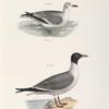 289, 290. The Laughing Gull, young (Larus atricilla).