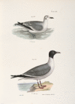 289, 290. The Laughing Gull, young (Larus atricilla).