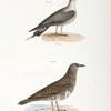 291. The Arctic Hawk Gull (Lestris buffoni). 292. The Pomarine Hawk Gull (Lestris pomarinus).