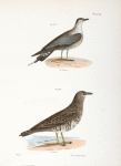 291. The Arctic Hawk Gull (Lestris buffoni). 292. The Pomarine Hawk Gull (Lestris pomarinus).