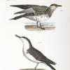 293. Richardson's Hawk Gull (Lestris richardsoni). 294. The Little Shearwater (Puffinus cinereus).