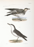 293. Richardson's Hawk Gull (Lestris richardsoni). 294. The Little Shearwater (Puffinus cinereus).