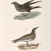 295. The Fork-tailed Petrel (Thalassidroma leachi). 296. The Laughing Gull (Larus atricilla).