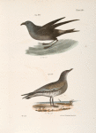 295. The Fork-tailed Petrel (Thalassidroma leachi). 296. The Laughing Gull (Larus atricilla).