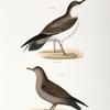 297. The Large Shearwater, young (Puffinus obscurus). 298. Ditto, adult.