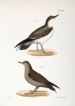 297. The Large Shearwater, young (Puffinus obscurus). 298. Ditto, adult.