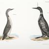 299. The Great Loon (Colymbus glacialis). 300. The Red-throated Loon (Colymbus septentrionalis).