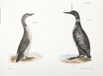 299. The Great Loon (Colymbus glacialis). 300. The Red-throated Loon (Colymbus septentrionalis).