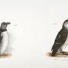 301. The Arctic Puffin (Mormon arcticus). 302. The Sea Dove (Mergulus alle).