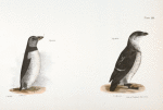 301. The Arctic Puffin (Mormon arcticus). 302. The Sea Dove (Mergulus alle).