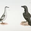 303. The Black Guillemot (Uria grylle). 304. The Razorbill (Alca torda).