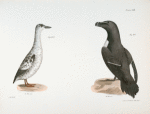 303. The Black Guillemot (Uria grylle). 304. The Razorbill (Alca torda).