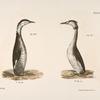 305. The Horned Grebe (Podiceps cornutus). 306. The Crested Grebe (Podiceps cristatus).