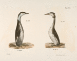 305. The Horned Grebe (Podiceps cornutus). 306. The Crested Grebe (Podiceps cristatus).