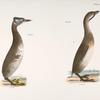307. The Red-necked Grebe (Podiceps rubricollis). 308. The Dipper (Hydroka carolinensis).