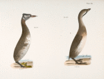 307. The Red-necked Grebe (Podiceps rubricollis). 308. The Dipper (Hydroka carolinensis).