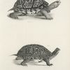 1. The American Box Tortoise (Cistuda carolina). 2. Blanding's Box Tortoise (Cistuda blandingii).