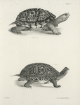 1. The American Box Tortoise (Cistuda carolina). 2. Blanding's Box Tortoise (Cistuda blandingii).