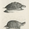 3. The Pseudo-geographic Tortoise (Emys pseudogeographica). 4. The  Mud Tortoise (Kinosteron pensylvanicum).