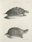 3. The Pseudo-geographic Tortoise (Emys pseudogeographica). 4. The  Mud Tortoise (Kinosteron pensylvanicum).