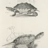 5. The Salt-water Terrapin (Emys palustris). 6. The Snapping Turtle, young (Chelonura serpentina).