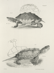 5. The Salt-water Terrapin (Emys palustris). 6. The Snapping Turtle, young (Chelonura serpentina).