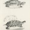 7. The Geographic Tortoise (Emys geographica). 8. The Wood Terrapin (Emys insculpta).