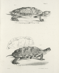 7. The Geographic Tortoise (Emys geographica). 8. The Wood Terrapin (Emys insculpta).