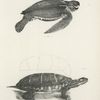 9. The Leather Turtle (Sphargis coriacea). 10. The Painted Tortoise (Emys guttata).