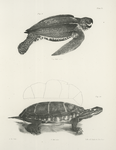 9. The Leather Turtle (Sphargis coriacea). 10. The Painted Tortoise (Emys guttata).