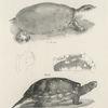 11. The Soft-shelled Turtle (Trionyx ferox). 12. The Spotted Tortoise (Emys guttata).