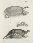 11. The Soft-shelled Turtle (Trionyx ferox). 12. The Spotted Tortoise (Emys guttata).
