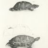 13. The Musk Tortoise (Sternothærus odoratus). 14. The Red-bellied Terrapin (Emys rubriventris).