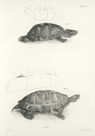 13. The Musk Tortoise (Sternothærus odoratus). 14. The Red-bellied Terrapin (Emys rubriventris).